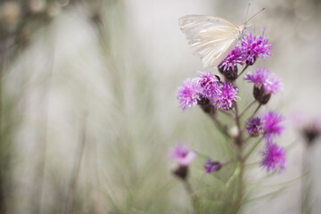 butterfly on a flower
