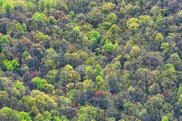 A forest on the side of a mountain from a distance.