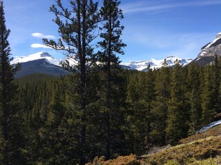 Spectacular view of the Icefield Parkway 