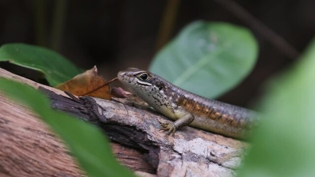 African lizard sits on a log in the rainforest, Zanzibar. Close-up. African Striped Skink - Trachylepis striata, a beautiful common lizard from African woodlands and gardens. East Africa, Tanzania.