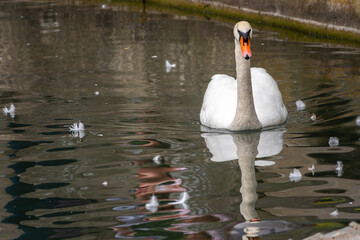 A graceful white swan swimming on a lake with dark green water. The white swan is reflected in the water