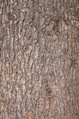 The bark of an Atlas cedar, Cedrus atlantica. Bark texture and background of a old fir tree trunk