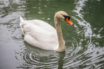Naklejka premium A graceful white swan swimming on a lake with dark green water. The white swan is reflected in the water