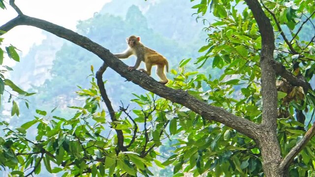 Tracking shot of a cute short-tailed monkey climbing a tree