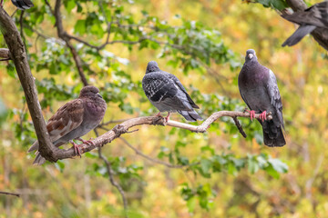 Three pigeons sitting on a tree branch on green background.