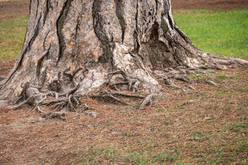 Bark texture and background of a old fir tree trunk