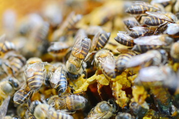 closeup of bees on honeycomb in apiary - selective focus, copy space
