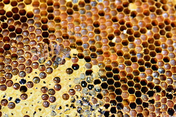 bee horney hornescomb meal hexagon
