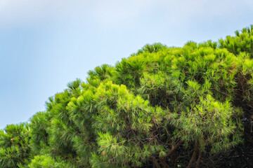Green pine tree with long needles on a background of cloudy sky. Freshness, nature, concept. Pinus pinea