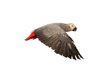 African gray parrot isolated on white.