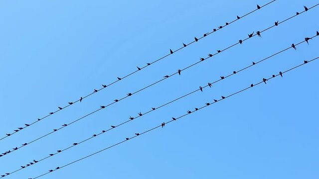 Low angle shot, under the blue sky, rows of small swallows staying on the 4 high-voltage lines