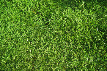 texture green juicy fresh grass as background on a sunny day