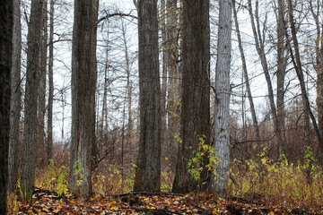 autumn forest with bare tree trunks, small bushes with leaves and fallen leaves