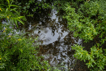 background of green twigs and grass bent over water with diverging circles