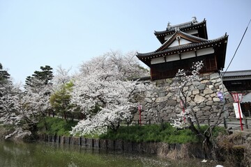 Fototapeta premium 奈良県 大和郡山城