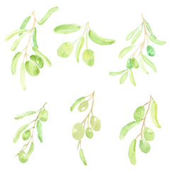 watercolor hand drawn olive branch elements collection