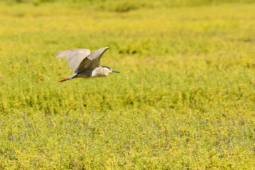 Black-crowned night heron flying over green field. 