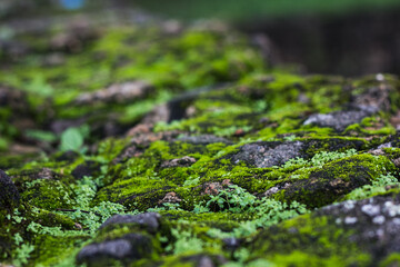 green moss on the stone