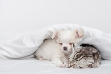 Tabby kitten and Chihuahua puppy sleep together under white warm blanket on a bed at home. Empty space for text