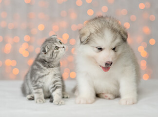 Fototapeta na wymiar Funny kitten and Alaskan malamute puppy sit together on festive background