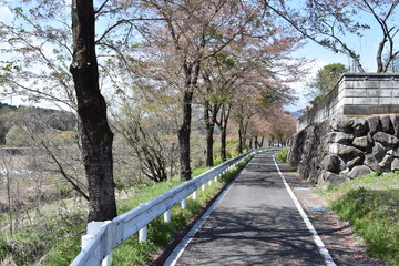 群馬　中之条町　桜の小道