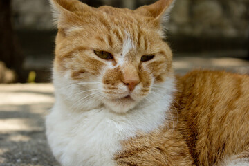 ふてぶてしい猫