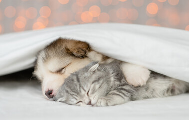 Alaskan malamute puppy hugs kitten under white blanket on festive background. Pets sleep together