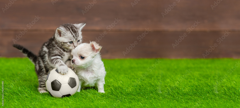 Poster playful kitten and tiny chihuahua puppy sits with a soccer ball on green summer grass. empty space f