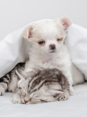 Sleepy Chihuahua puppy hugs tabby kitten. Pets sleep together under white warm blanket on a bed at home