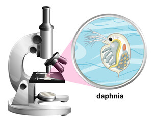 Microscope with anatomy structure of Daphnia on white background