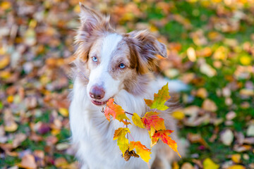 Border collie dog holds autumn leaves in it mouth at park