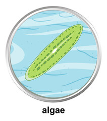 Anatomy structure of Algae on white background