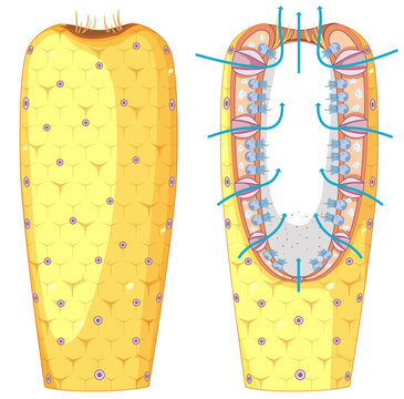Diagram of sponges structure for biology education