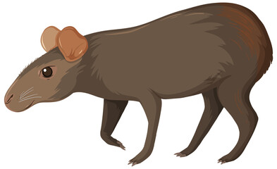 Capybara wild animal on white background