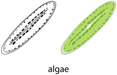 Algae in colour and doodle on white background