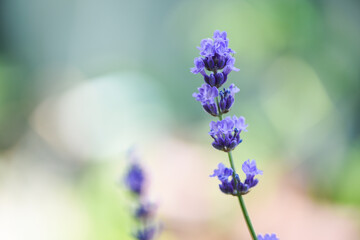 Obraz premium Lavender flower bloom in the lavender fields flower garden background, Close up purple flowers