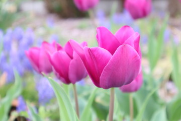 Close up of delicate purple tulips in a flower garden.
