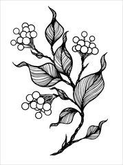 Big Branch with berries and leaves on white background. Outline hand drawn sketch. Floral vector element for nature, organic, vintage design, forest herbal pattern, autumn illustration.