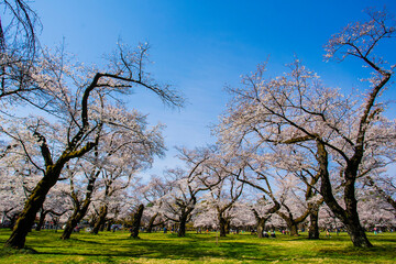 春の小金井公園