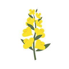 Fototapeta na wymiar Hand-drawn yellow rapeseed flower. Blooming branch for postcards, logos. Flat style. Cartoon vector canola buds. All elements are isolated. Cute design for your project.