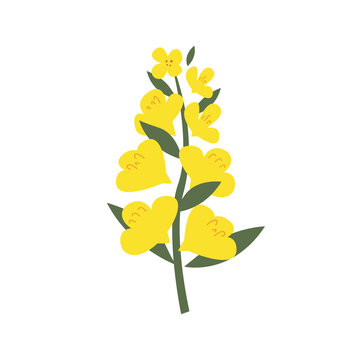 Hand-drawn yellow rapeseed flower. Blooming branch for postcards, logos. Flat style. Cartoon vector canola buds. All elements are isolated. Cute design for your project.