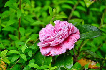 雨の班入り椿の花