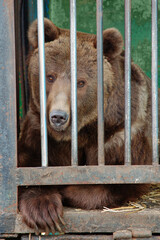 Brown bear in a cage. Cruelty to animals, animal rights.