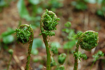Fern in the spring. Young fern leaves close up. Shallow depth of field. Concept of spring,...
