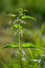  Nettle plant outdoor over blur green natural background