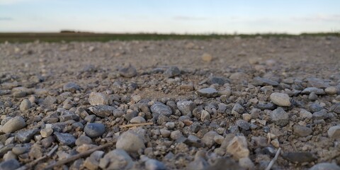 lavender field in region