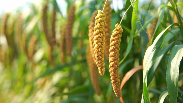 Close-up of two heavy millet ears on a millet pole