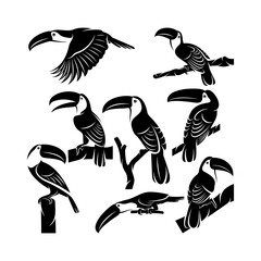 Set of toucan bird vector illustration design. Creative design © jon studio