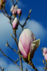 Pink to white Magnolia flowers on branches tips during spring season, blue skies with some clouds in background. 