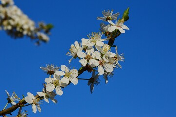 White flower cluster of Blackthorn tree, also called Sloe, latin name Prunus Spinosa, in spring...